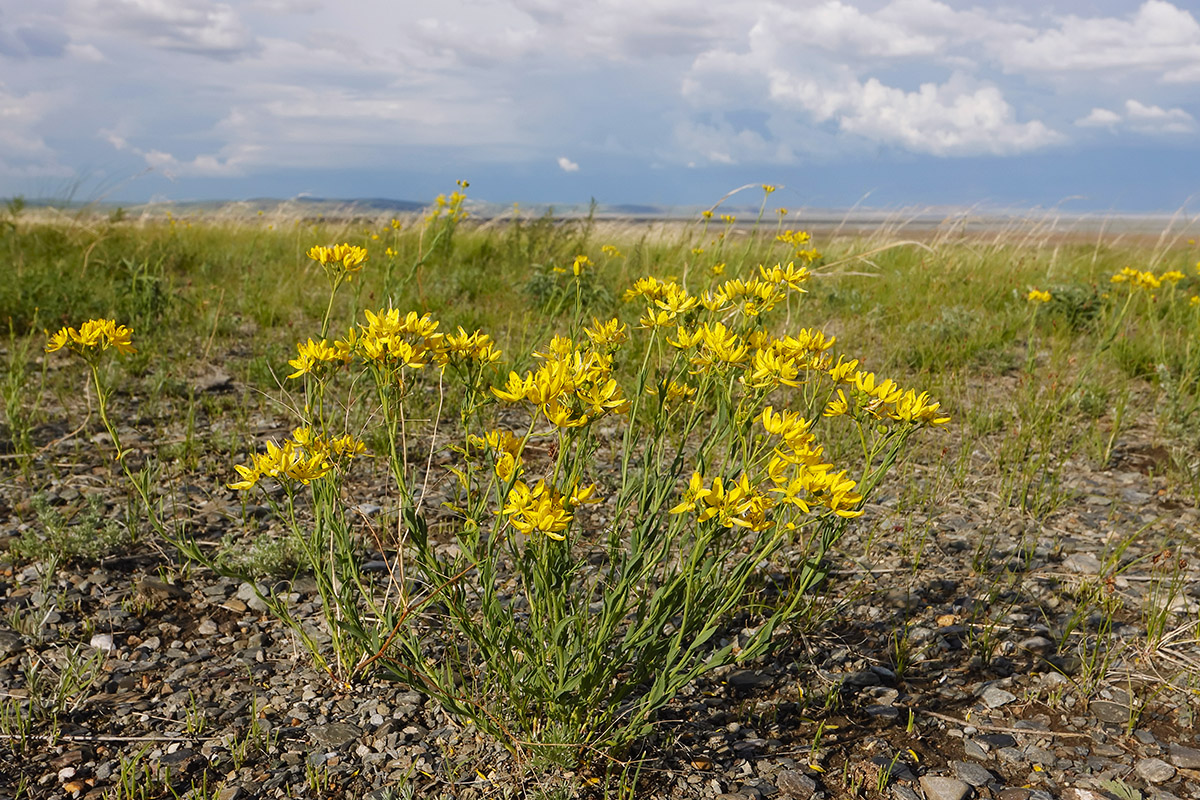 Image of Haplophyllum dauricum specimen.