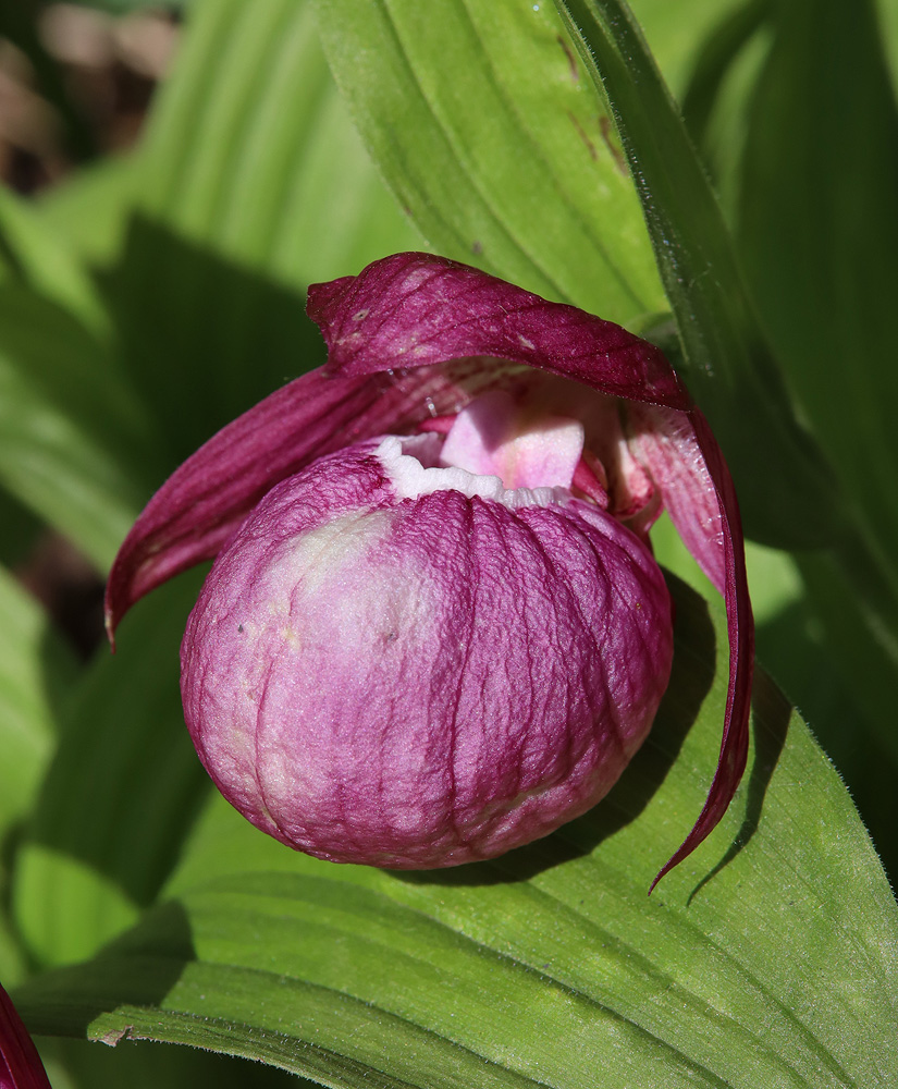 Image of Cypripedium macranthos specimen.