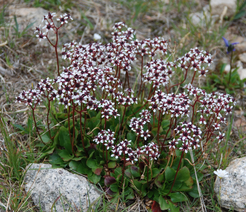 Image of Micranthes melaleuca specimen.