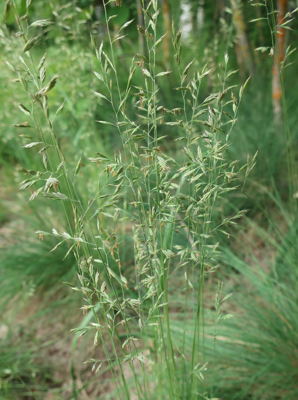 Image of genus Festuca specimen.