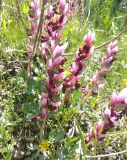 Corydalis ledebouriana