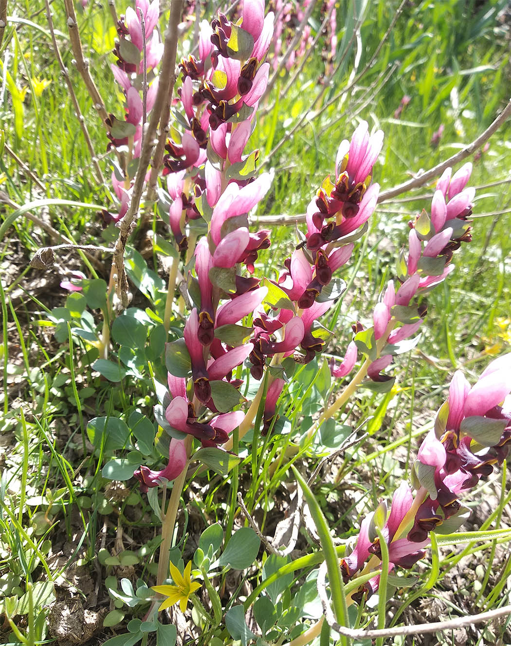 Image of Corydalis ledebouriana specimen.