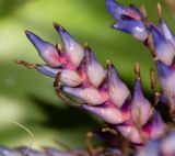 genus Aechmea