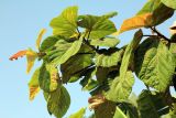 genus Ficus