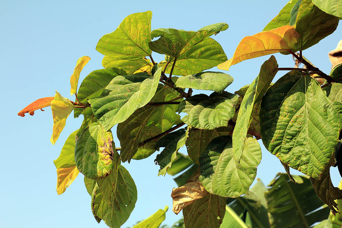 Image of genus Ficus specimen.