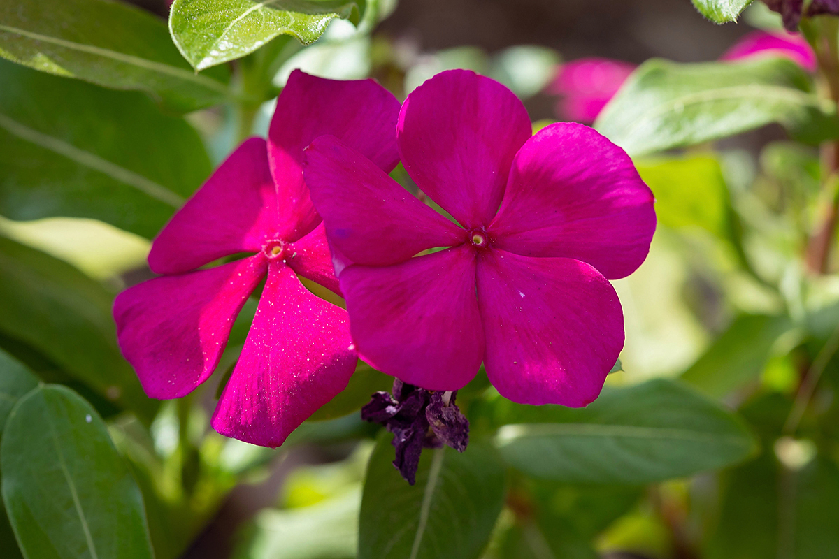 Image of Catharanthus roseus specimen.