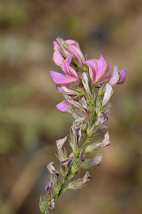 Image of Onobrychis viciifolia specimen.