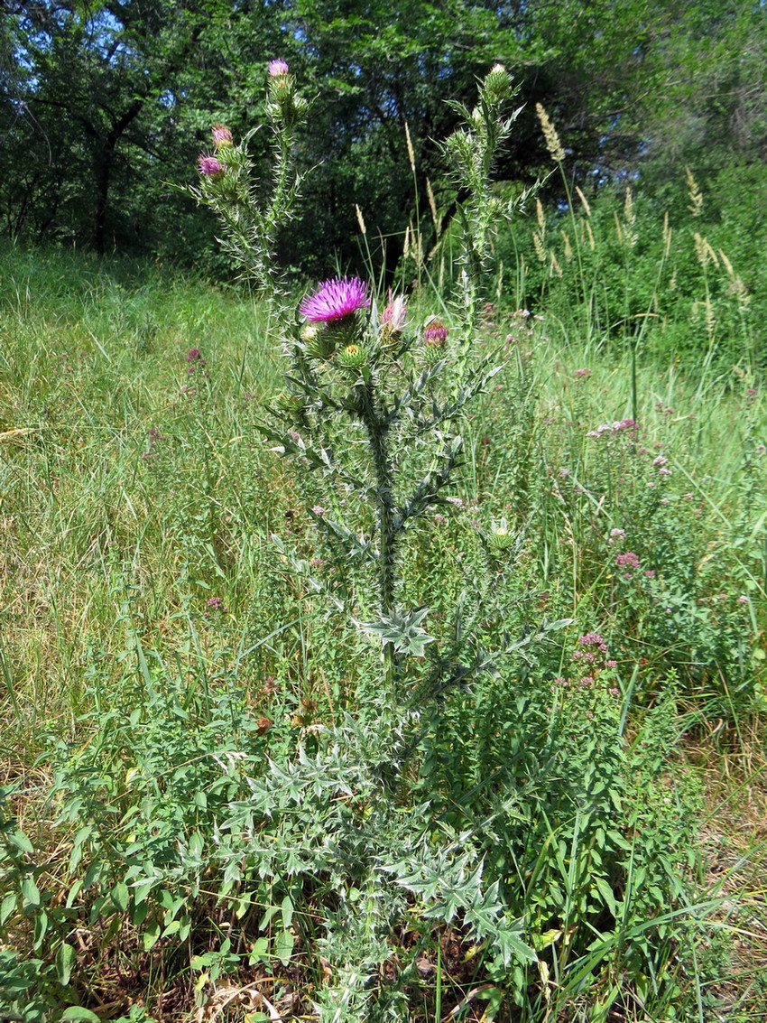 Изображение особи Carduus acanthoides.