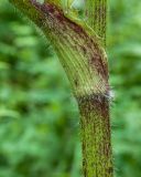 Heracleum mantegazzianum. Часть побега с листовым влагалищем. Краснодарский край, Апшеронский р-н, гора Черногор, ≈ 1000 м н.у.м., смешанный буково-пихтовый лес, в зарослях вдоль старой лесовозной дороги. 06.07.2019.