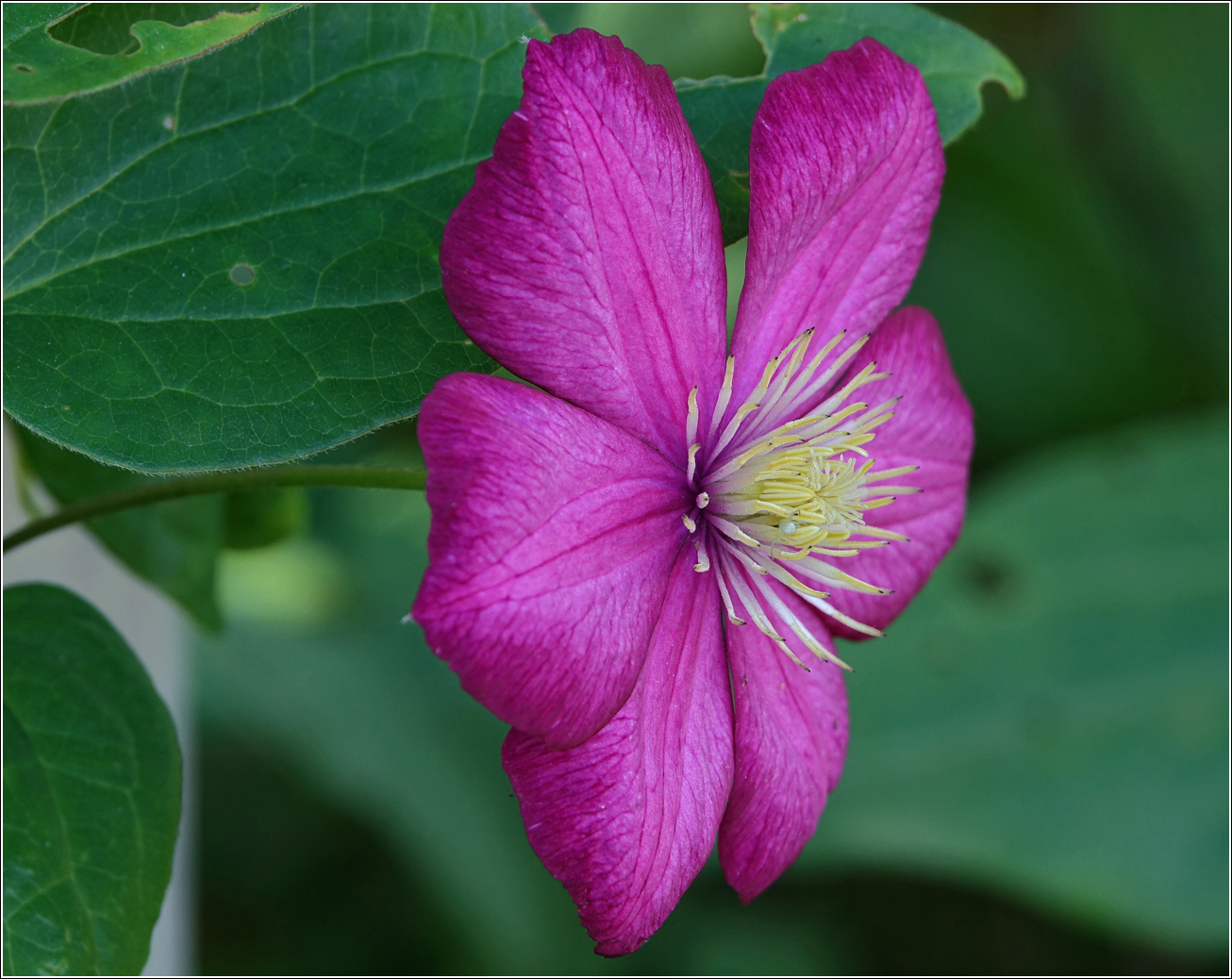 Image of Clematis &times; jackmanii specimen.
