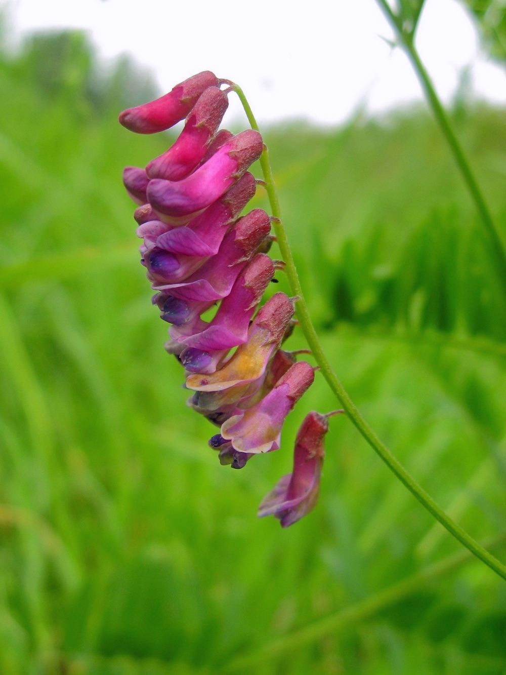 Image of Vicia megalotropis specimen.