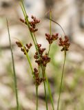 Juncus compressus
