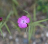 Dianthus caucaseus. Цветок. Республика Адыгея, Майкопский р-н, Гранитный каньон р. Белая, средняя часть, у дороги. 31 июля 2022 г.