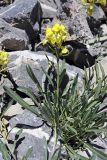 Erysimum humillimum. Верхушка цветущего растения. Южный Казахстан, Таласский Алатау, ущелье Коксай, высота 2700 м н.у.м.