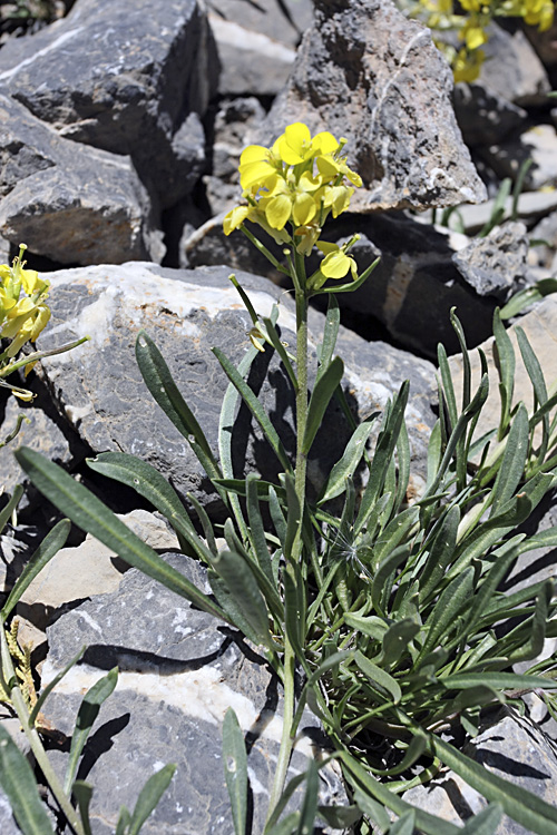 Image of Erysimum humillimum specimen.