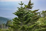 Abies sachalinensis. Верхушка кроны с шишками. Сахалин, г. Южно-Сахалинск, горнолыжный комплекс \"Горный воздух\", опушка смешанного леса. 14.08.2022.