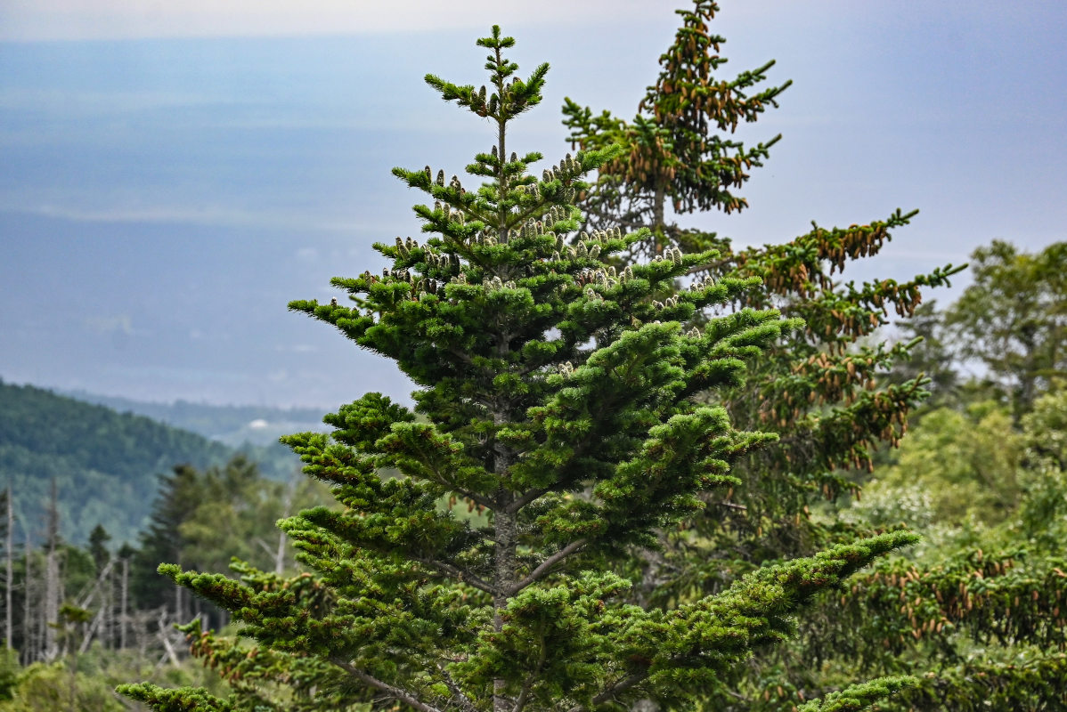 Image of Abies sachalinensis specimen.