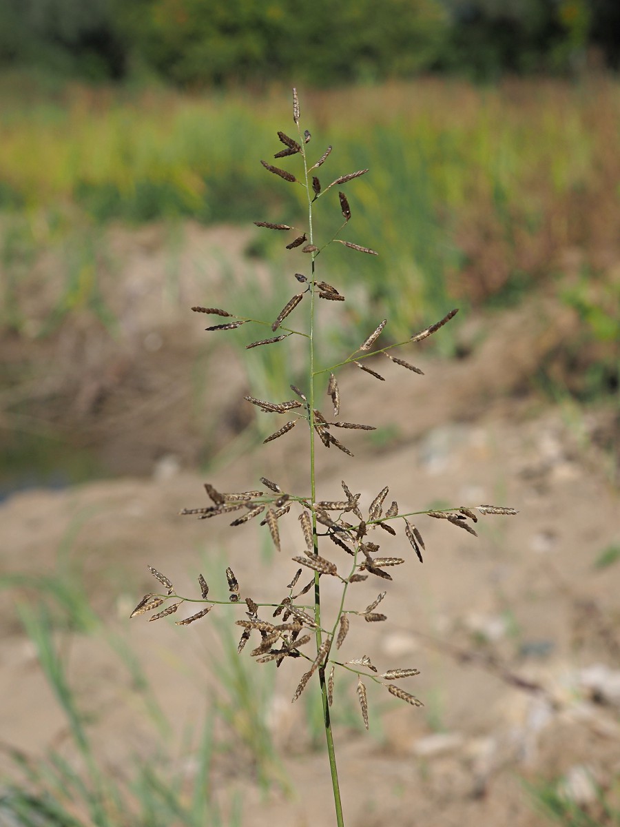 Image of Eragrostis minor specimen.