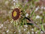 Carlina intermedia