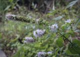 Mentha suaveolens