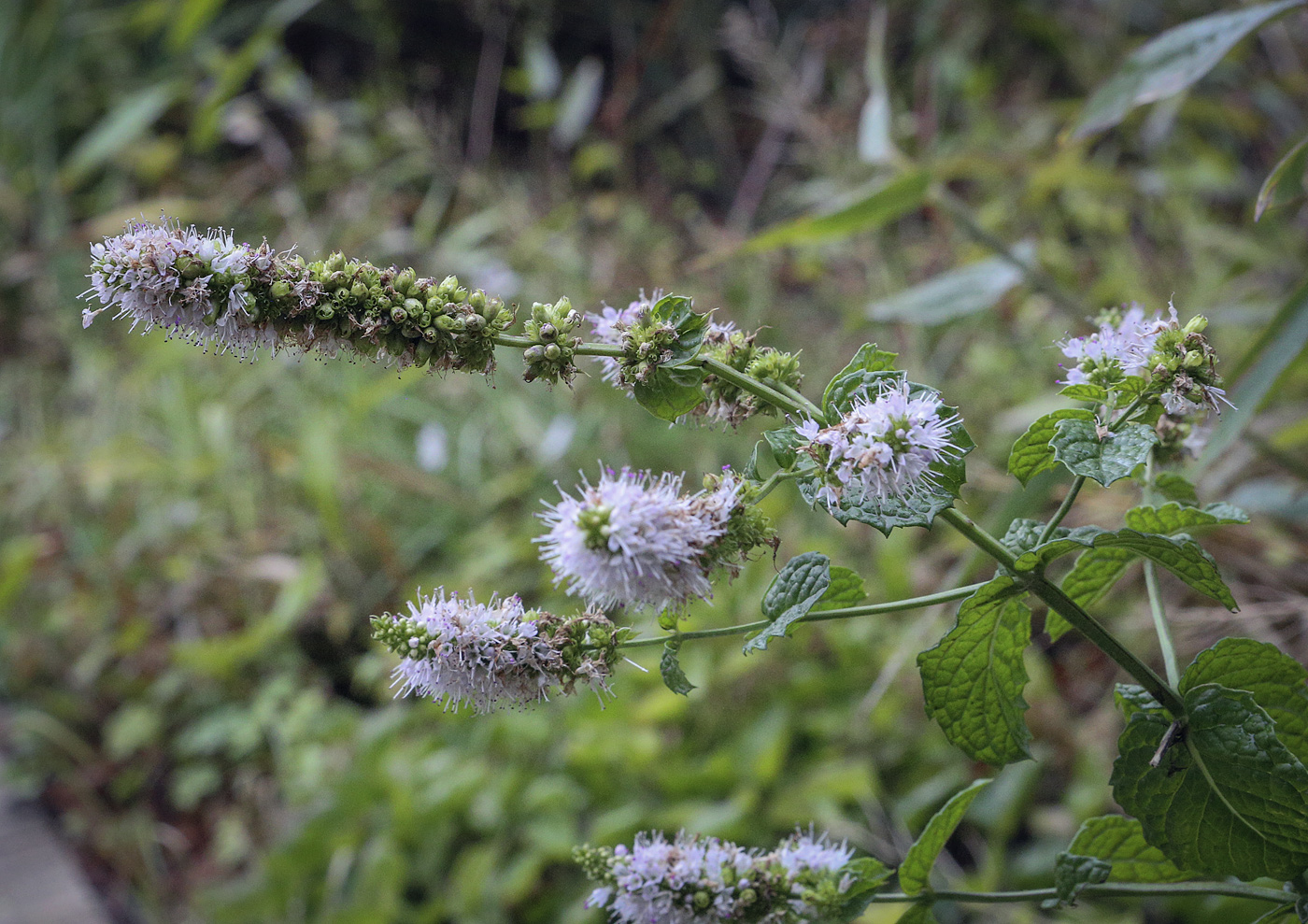 Изображение особи Mentha suaveolens.