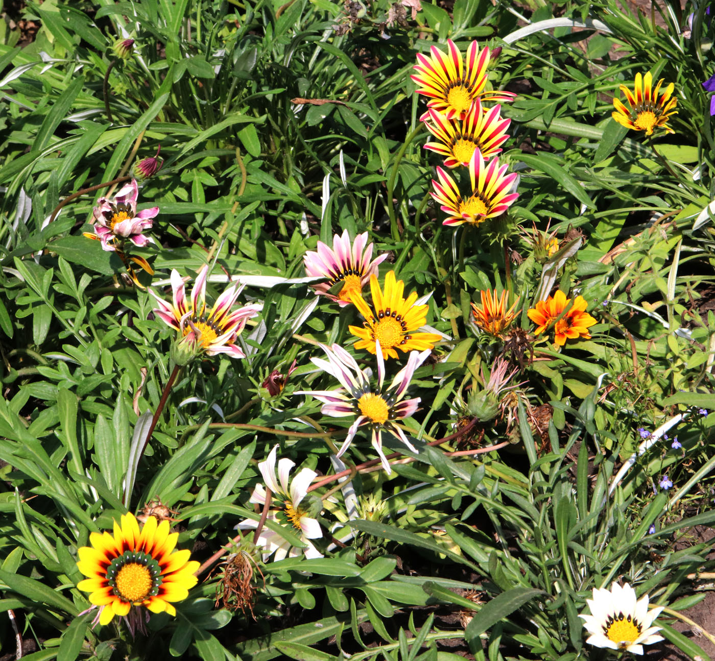 Image of Gazania × hybrida specimen.