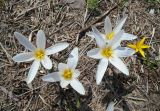 Crocus alatavicus