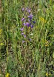 Campanula sibirica. Цветущее растение. Алтайский край, Мамонтовский р-н, окр. с. Мамонтово, луг. 26.06.2021.