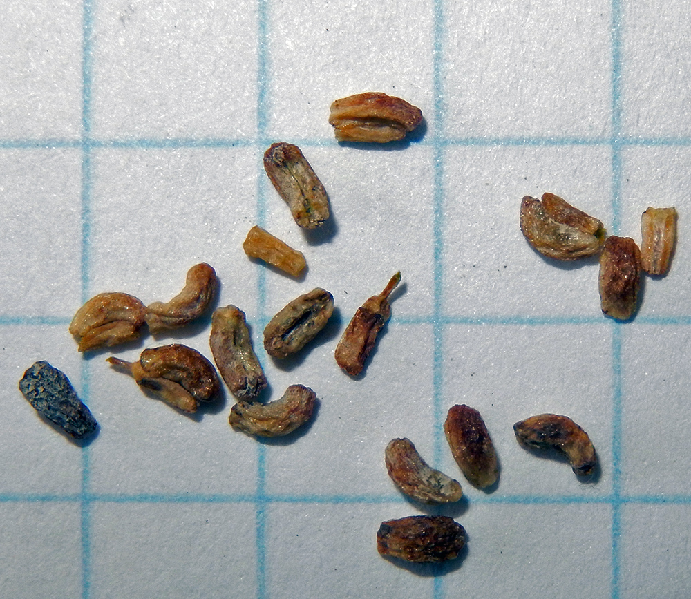 Image of Galium biebersteinii specimen.