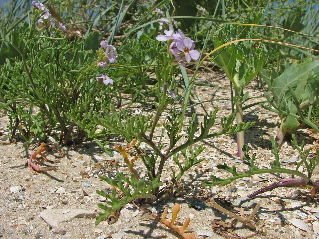 Image of Cakile euxina specimen.