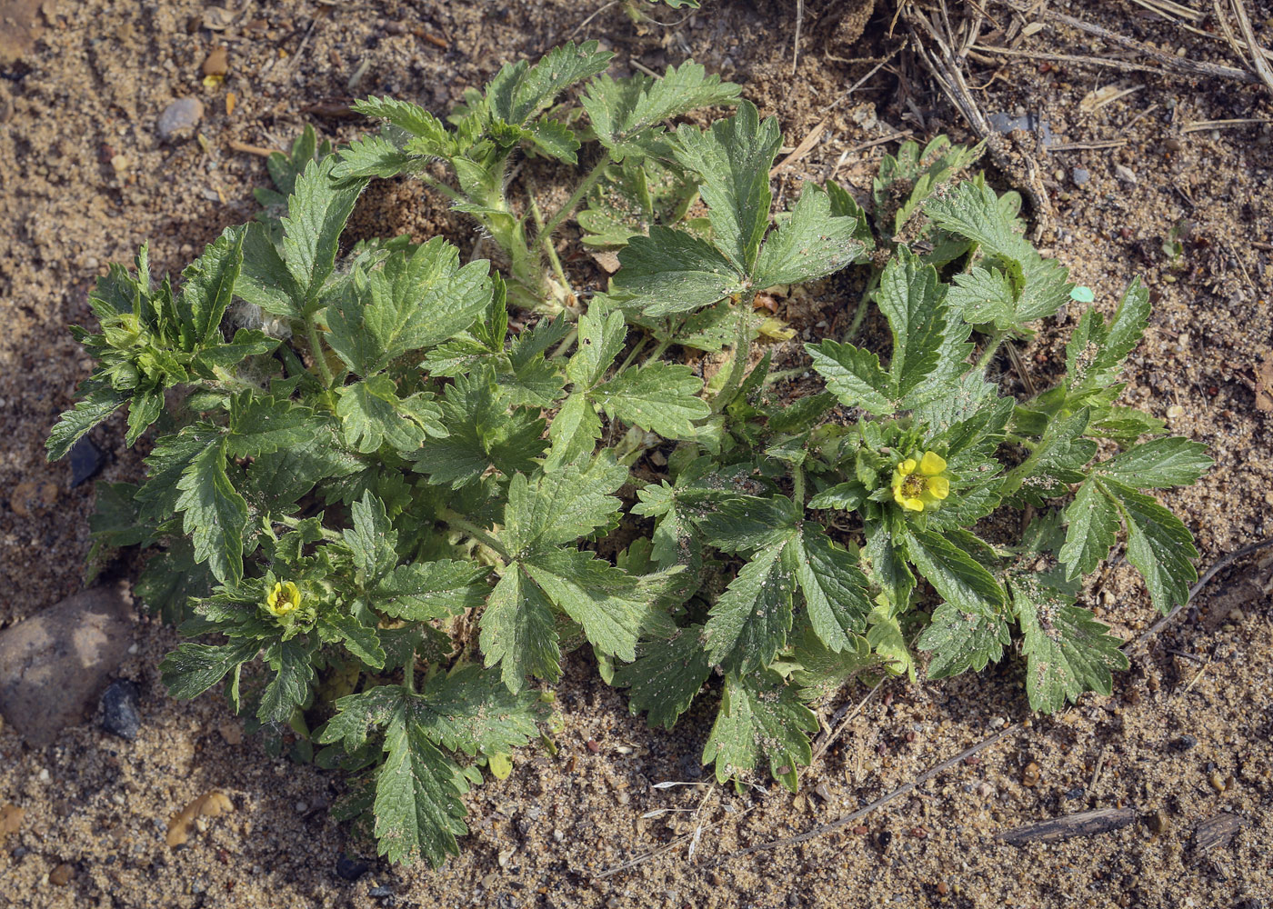 Изображение особи Potentilla norvegica.