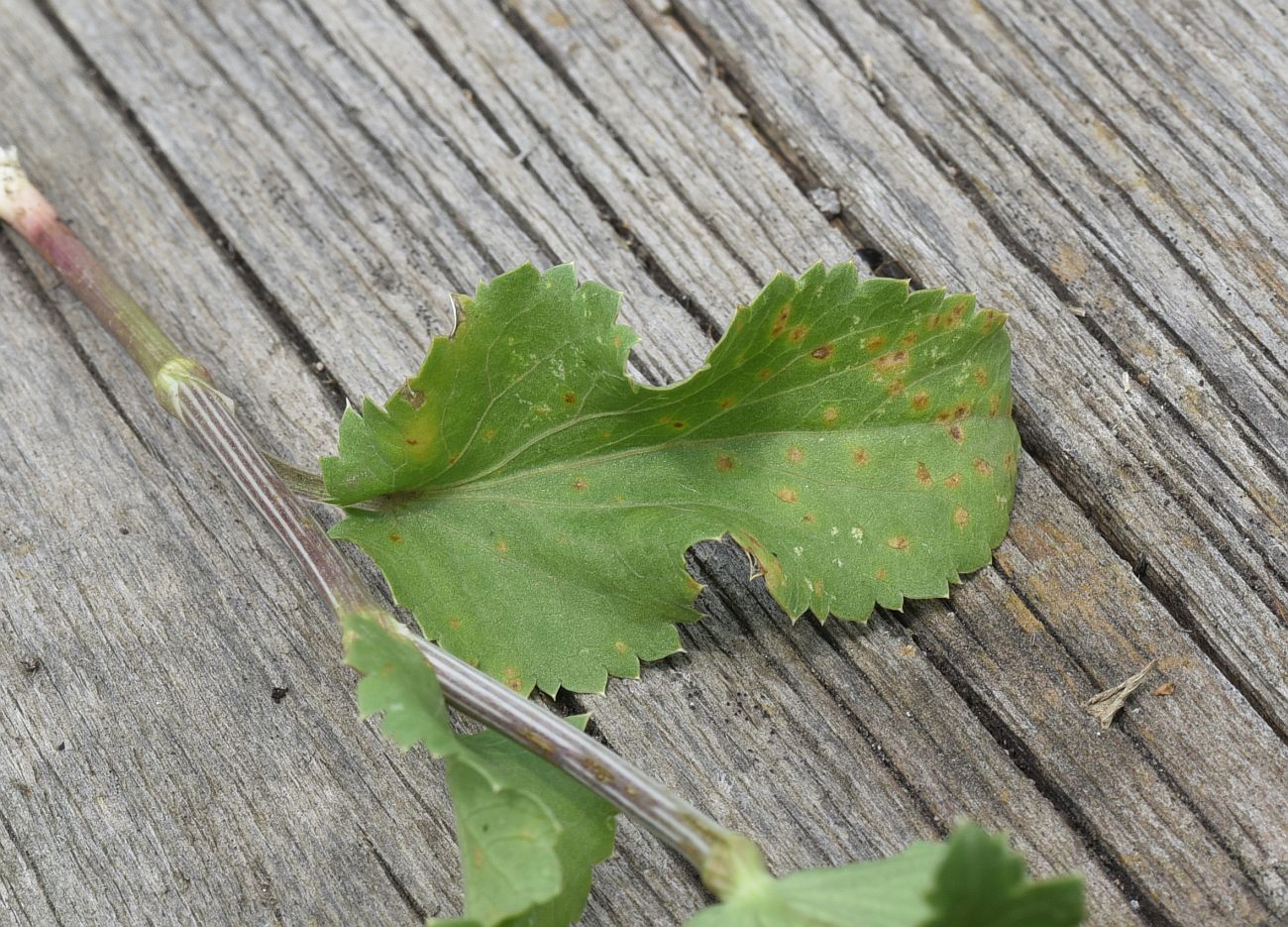 Image of Eryngium planum specimen.