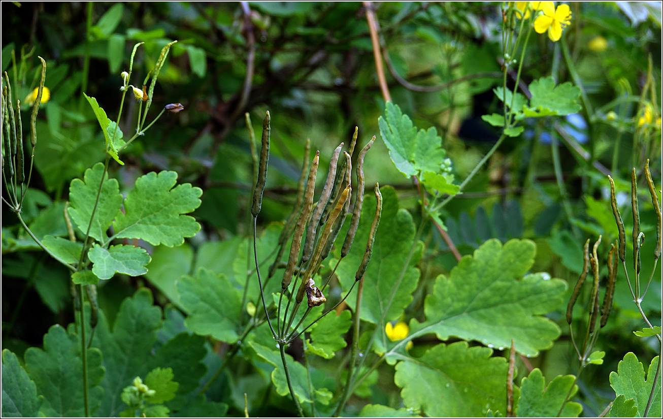 Image of Chelidonium majus specimen.