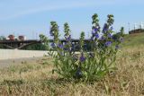 Echium vulgare. Цветущее растение. Беларусь, г. Витебск, склон к наб. р. Западная Двина у площ. Тысячелетия Витебска, выкашиваемый газон. 17.06.2023.