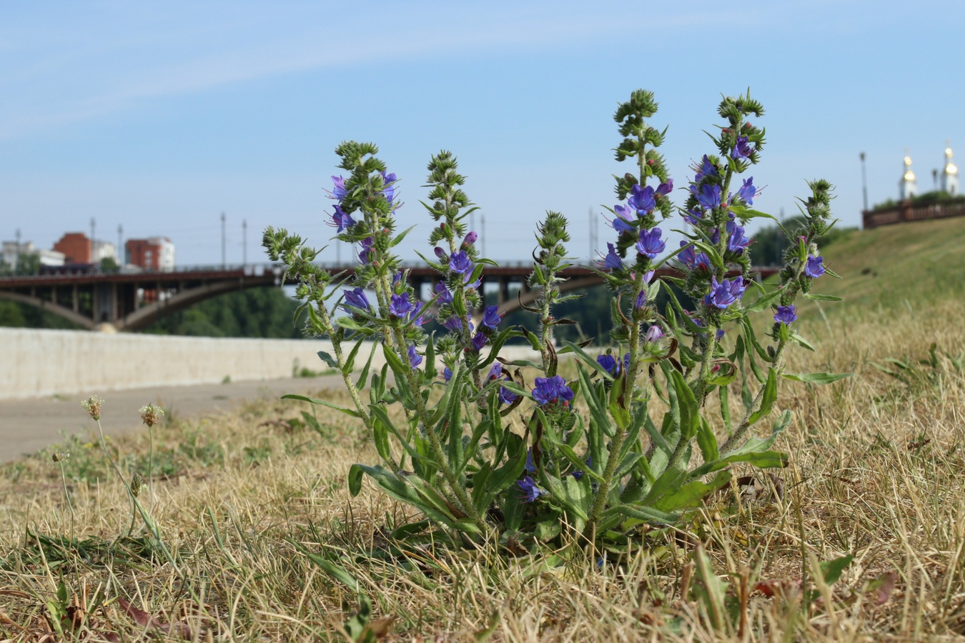 Изображение особи Echium vulgare.