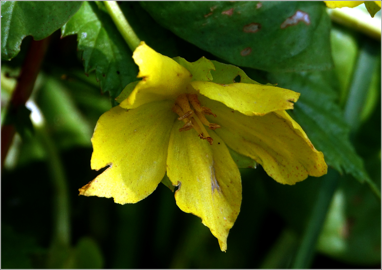 Изображение особи Lysimachia nummularia.