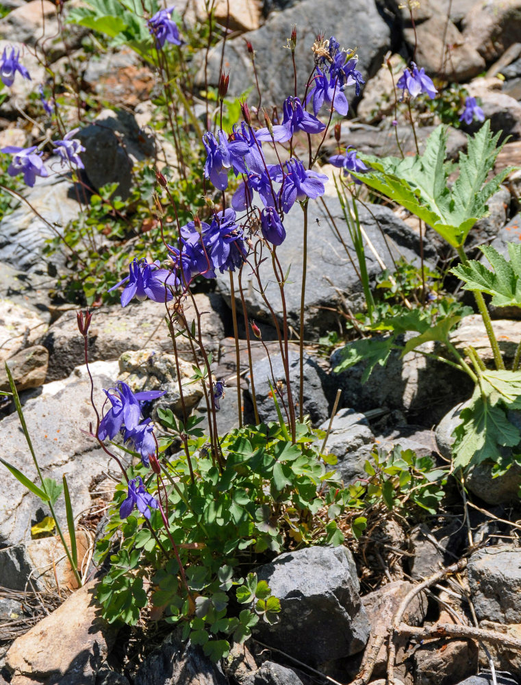 Image of Aquilegia sibirica specimen.