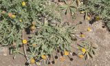 Erigeron cabulicus
