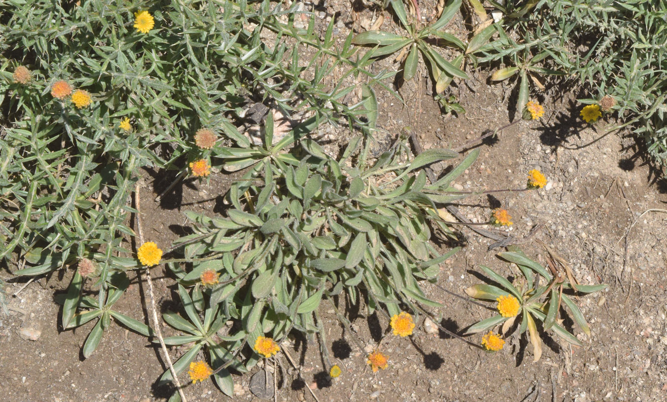 Image of Erigeron cabulicus specimen.