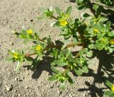 Portulaca oleracea. Верхушка цветущего растения. Краснодарский край, Темрюкский р-н, станица Голубицкая, пустырь. 18.08.2023.