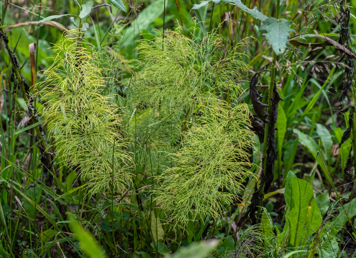 Image of Equisetum sylvaticum specimen.