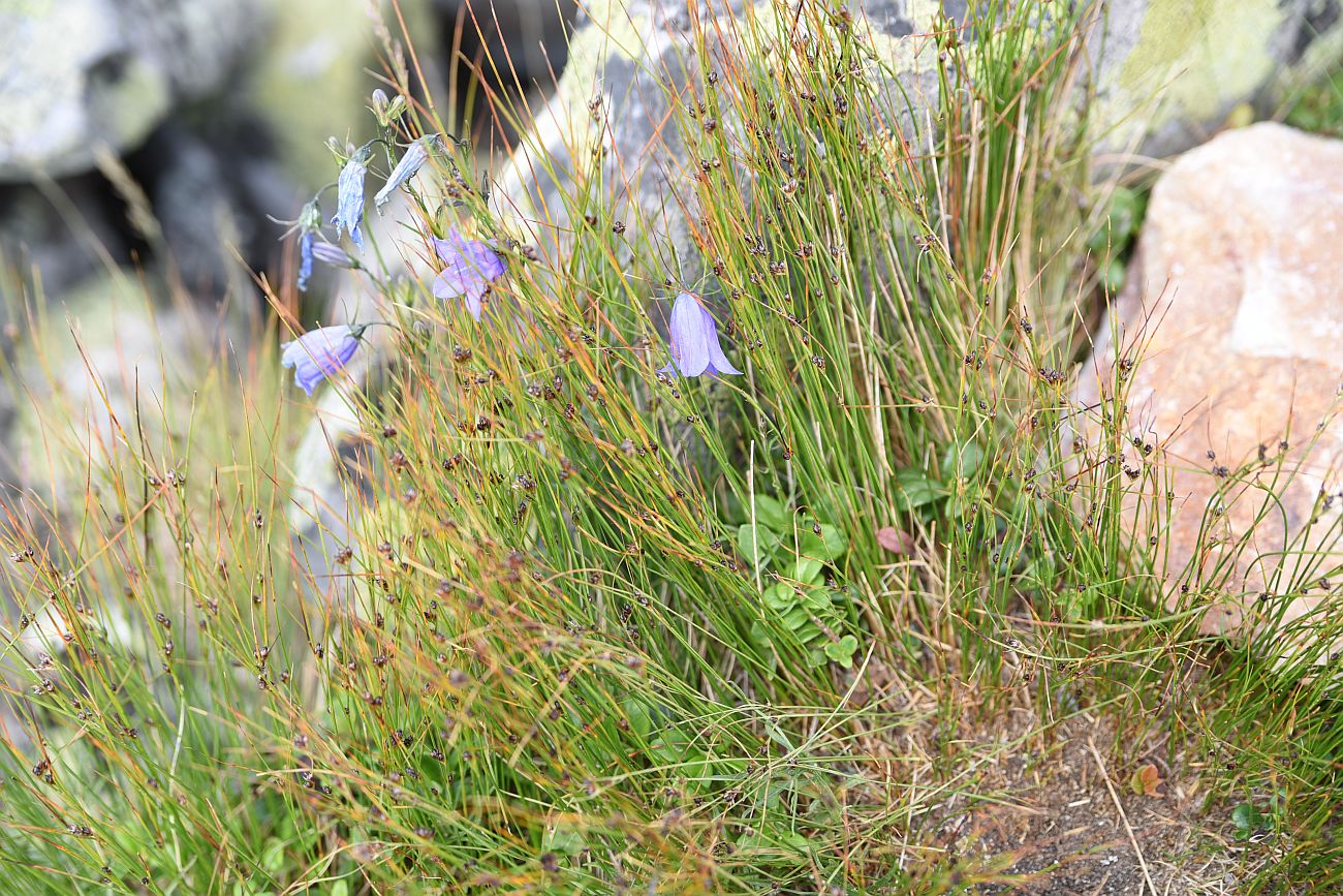 Изображение особи Juncus trifidus.