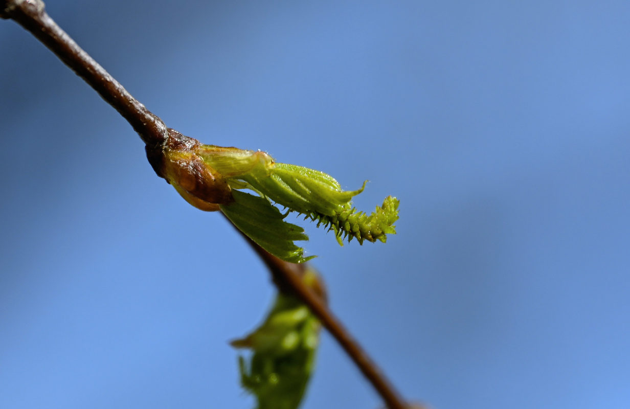 Image of Betula pendula specimen.