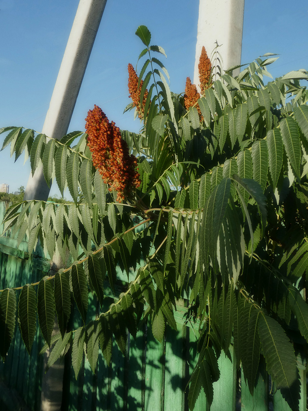 Image of Rhus glabra specimen.