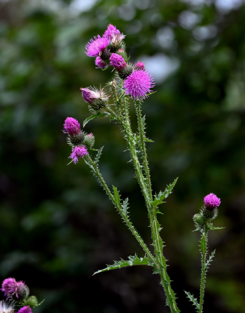 Изображение особи Carduus crispus.