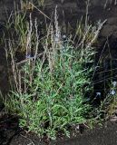 Artemisia tilesii. Расцветающие растения с засохшими прошлогодними соплодиями. Красноярский край, Таймырский Долгано-Ненецкий р-н, плато Путорана, устье р. Кутарамакан, песчаный пляж. 23.07.2023.