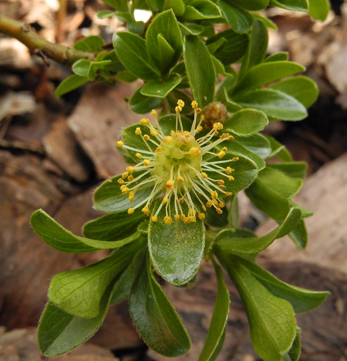 Image of Salix × simulatrix specimen.
