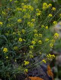 Sisymbrium loeselii