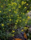 Sisymbrium loeselii. Побеги с соцветиями и незрелыми плодами. Армения, обл. Гегаркуник, берег оз. Севан, окр. монастыря Айраванк, ≈ 1900 м н.у.м., каменистый участок лугового склона. 23.06.2022.