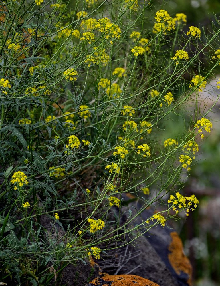 Изображение особи Sisymbrium loeselii.